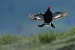Birkhuhn