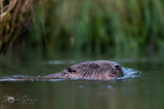 Biber-20230601-2T6A2087