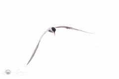 Flussseeschwalbe-20230704-2T6A1675