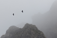 Alpendohle-20230720-2T6A4156