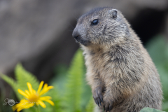 Murmeltier-20230720-2T6A4339