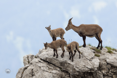 Alpensteinbock-20230728-2T6A5022