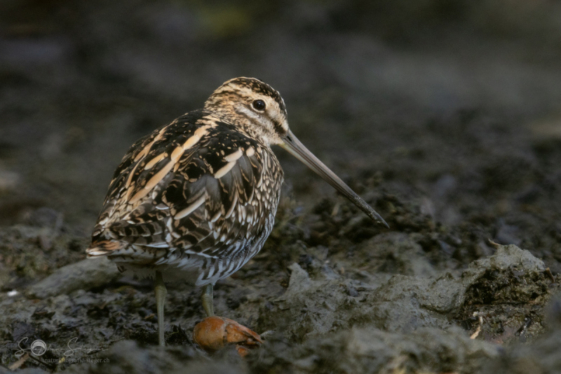 Bekassine_20231108-2T6A5395