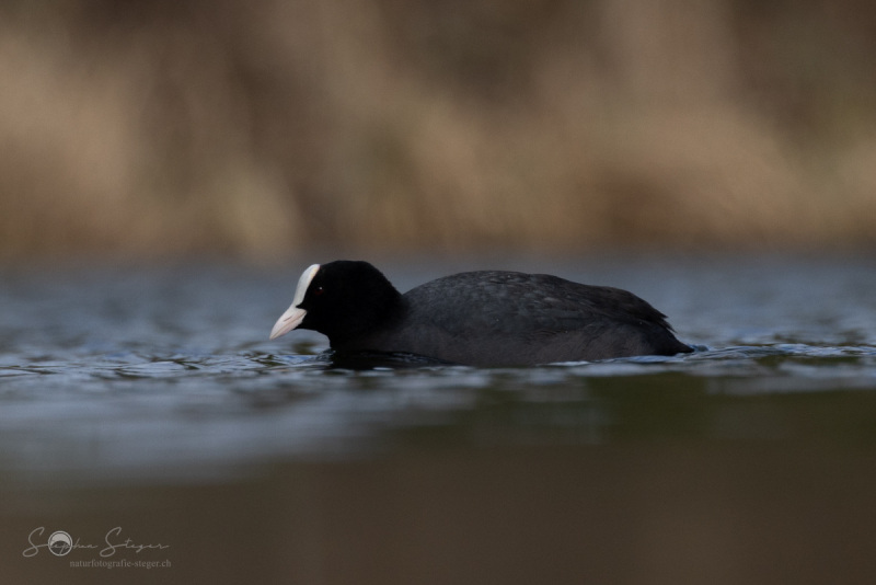 Blaesshuhn_20230314-2T6A0627