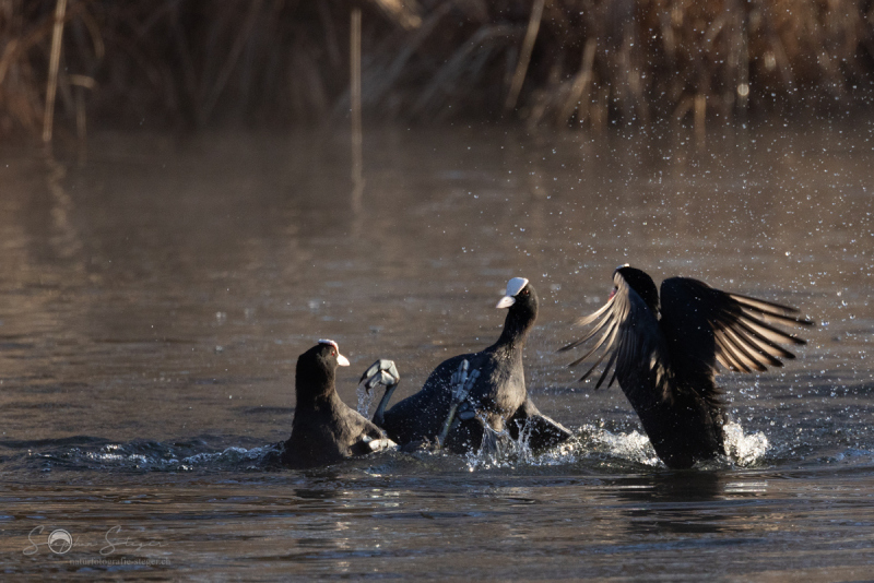 Blaesshuhn_20230316-2T6A2044