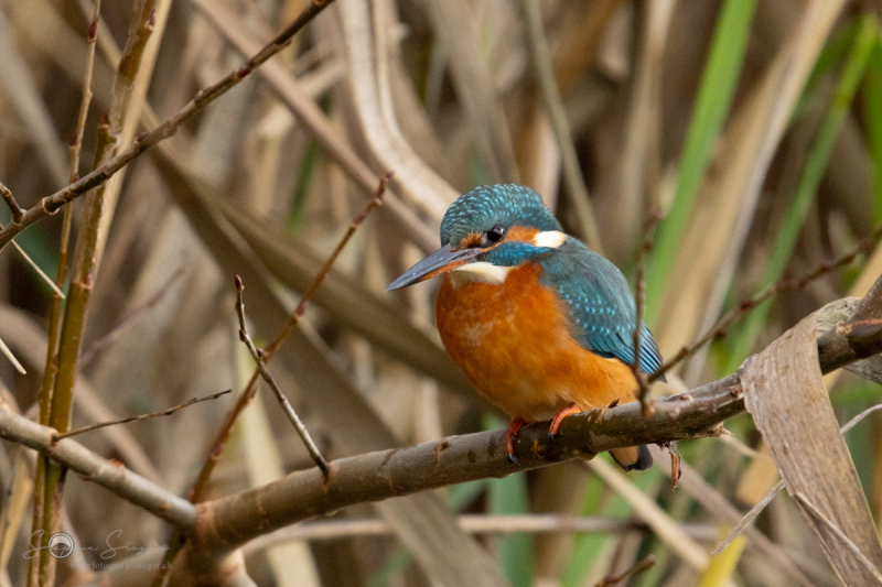 Eisvogel_20231124-2T6A5544