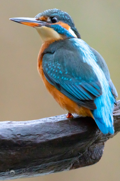 Eisvogel_20231126-2T6A6429