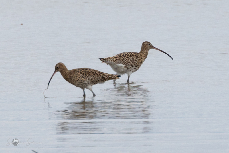 Grosser_Brachvogel_20230219-2T6A9222