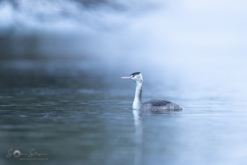 Haubentaucher_20231126-2T6A6379