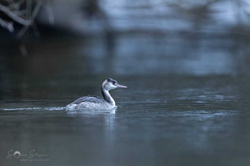 Haubentaucher_20231126-2T6A6382