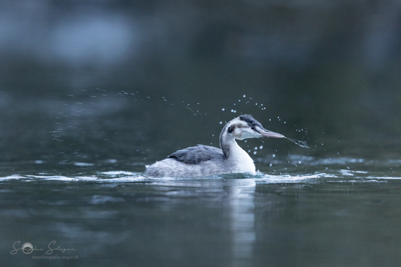 Haubentaucher_20231126-2T6A6412