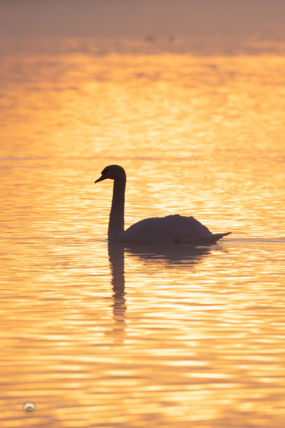 Hoeckerschwan_20230316-2T6A1482