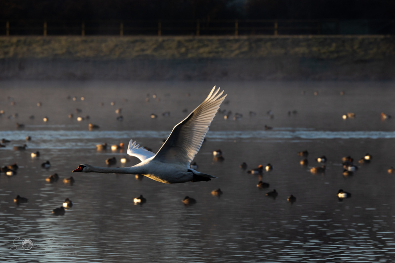 Hoeckerschwan_20230316-2T6A1749