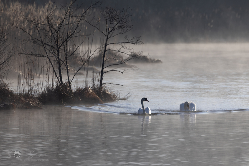 Hoeckerschwan_20230316-2T6A2098