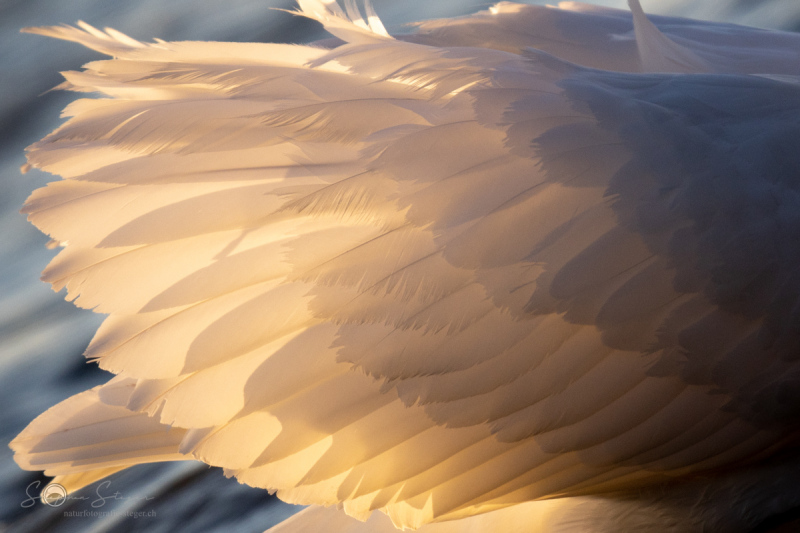 Hoeckerschwan_20230404-2T6A3280