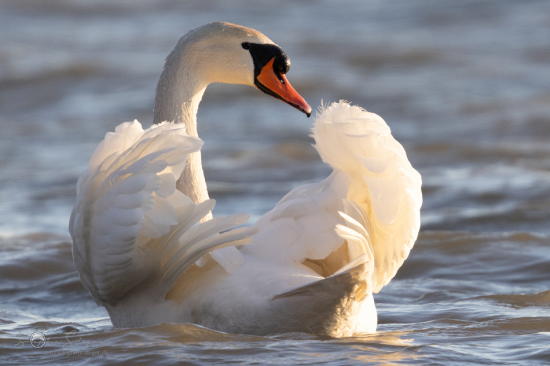 Hoeckerschwan_20230404-2T6A3328