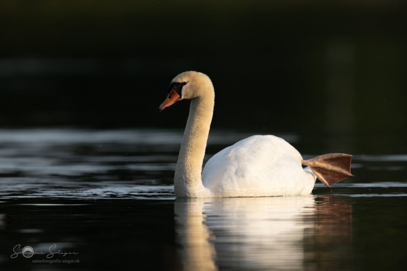 Hoeckerschwan_20230604-2T6A3147