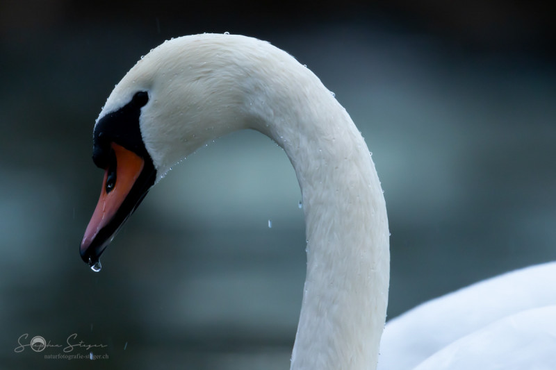 Hoeckerschwan_20231124-2T6A5657