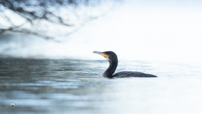 Kormoran_20231124-2T6A6062