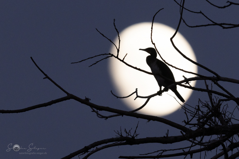 Kormoran_20231124-2T6A6289