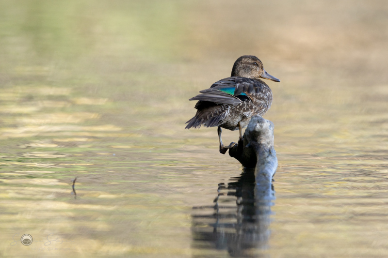 Krickente_20231108-2T6A5293