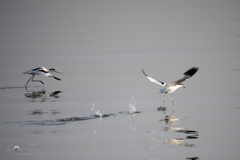 Saebelschnaebler_20221226-_STS9639