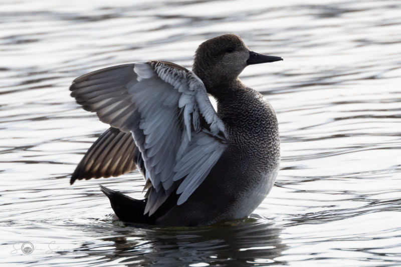 Schnatterente_20230314-2T6A0402