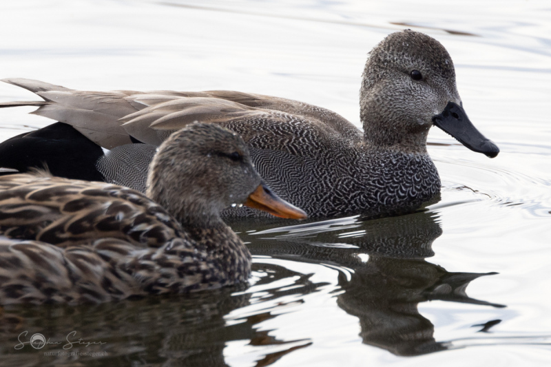 Schnatterente_20230314-2T6A0462