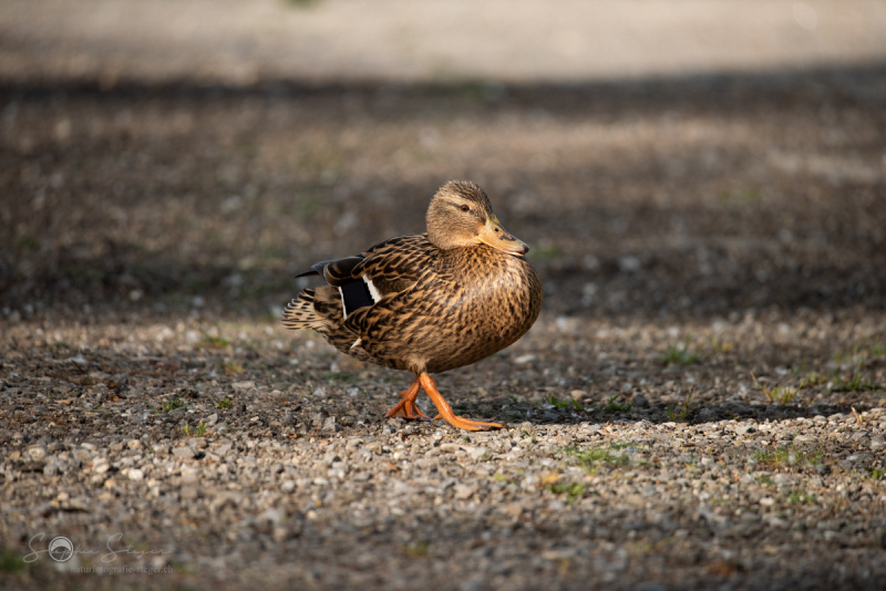 Stockente_20220429-_STS0023