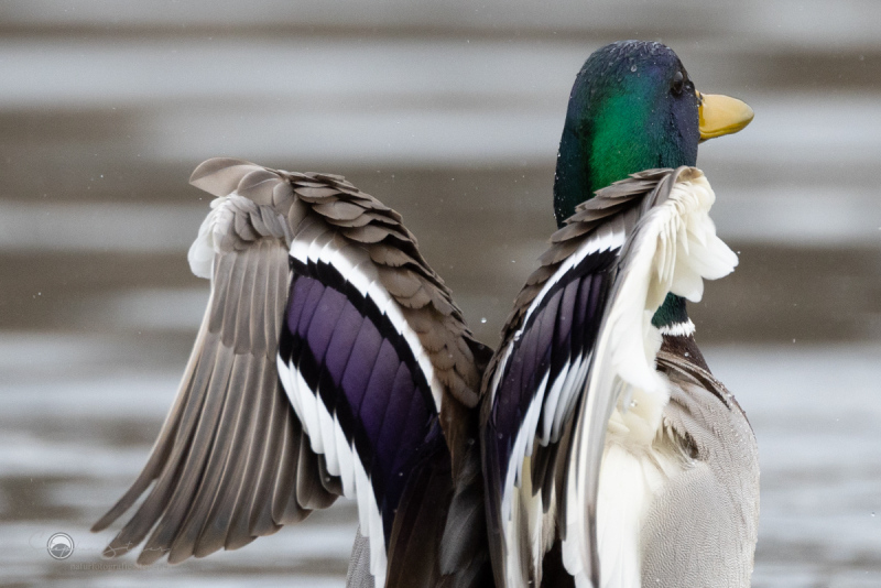 Stockente_20230314-2T6A1070