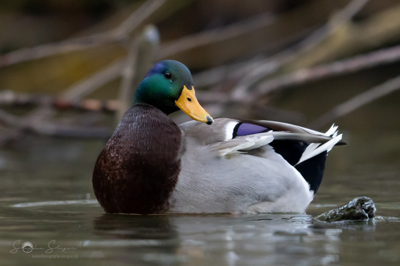 Stockente_20231124-2T6A5931