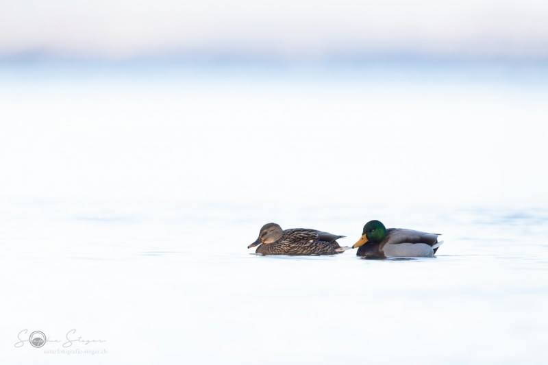 Stockente_20231124-2T6A6022