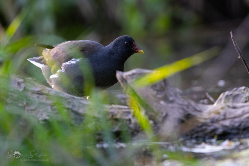 Teichhuhn_20231010-2T6A4101