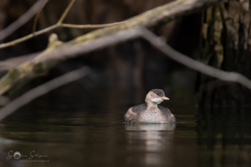 Zwergtaucher_20231126-2T6A6451
