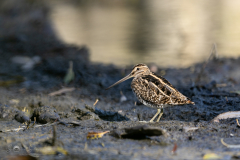 Bekassine_20231108-2T6A5278