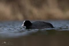 Blaesshuhn_20230314-2T6A0627