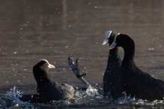 Blaesshuhn_20230316-2T6A2039