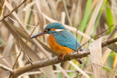 Eisvogel_20231124-2T6A5557