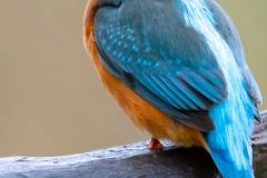 Eisvogel_20231126-2T6A6429