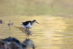 Flussuferlaeufer_20231108-2T6A5271