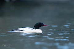 Gaensesaeger_20231124-2T6A6090