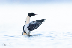 Gaensesaeger_20231124-2T6A6128