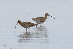 Grosser_Brachvogel_20230219-2T6A9222