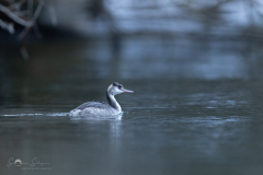 Haubentaucher_20231126-2T6A6382