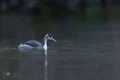 Haubentaucher_20231126-2T6A6414