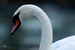 Hoeckerschwan_20231124-2T6A5657