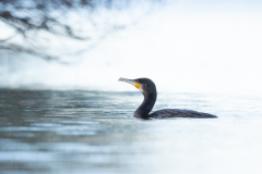 Kormoran_20231124-2T6A6062