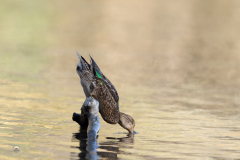 Krickente_20231108-2T6A5280