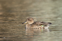 Krickente_20231108-2T6A5426