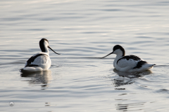 Saebelschnaebler_20221226-_STS9509